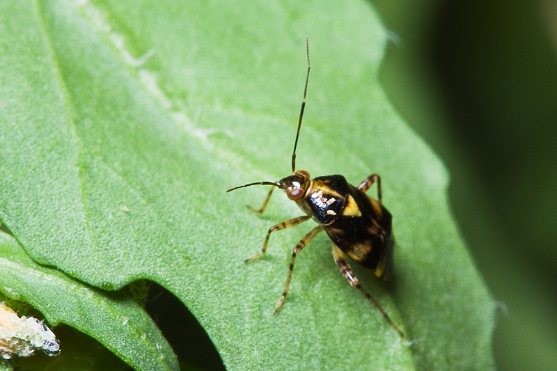 Miridae: Liocoris tripustulatus di Malta